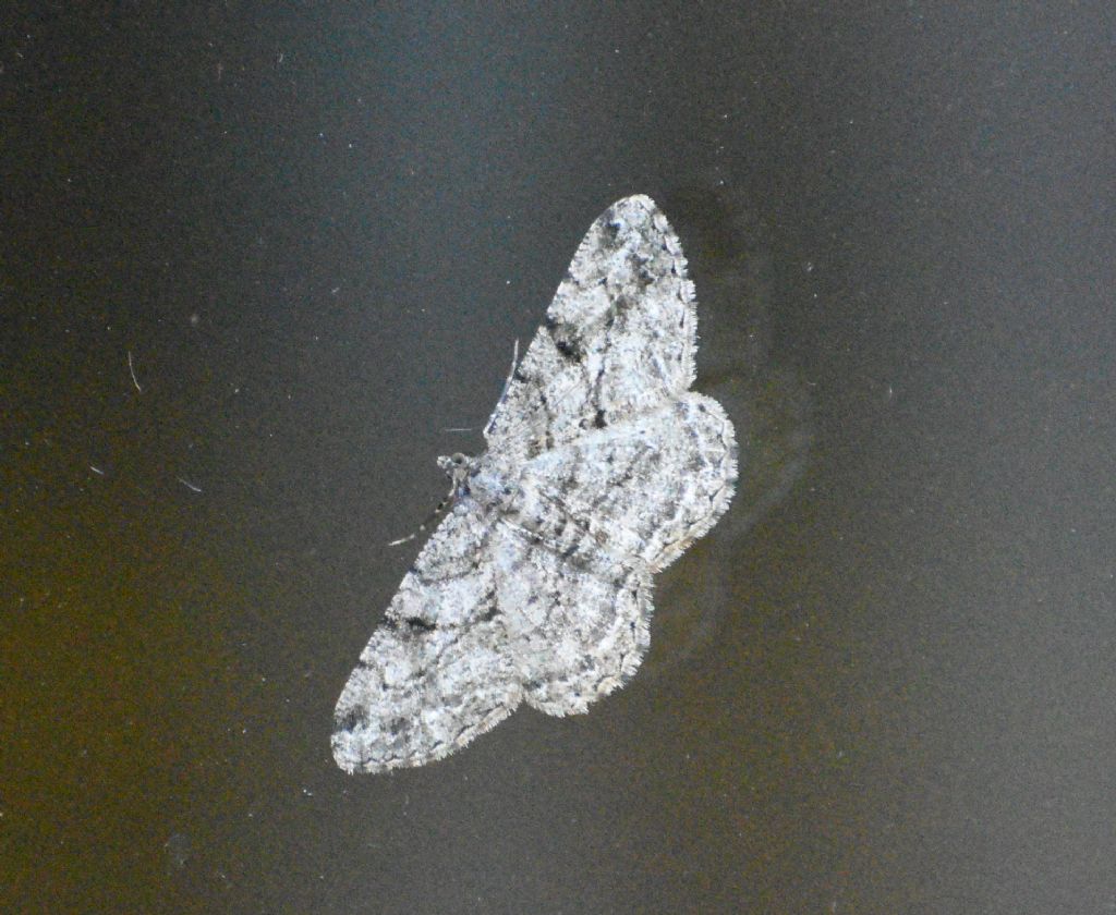 Protoboarmia porcelaria? - No, Peribatodes rhomboidaria